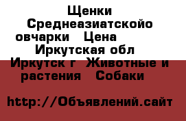 Щенки Среднеазиатскойо овчарки › Цена ­ 6 000 - Иркутская обл., Иркутск г. Животные и растения » Собаки   